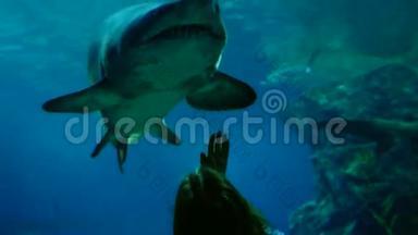 水族馆里的女人在看大鲨鱼。 3840x2160